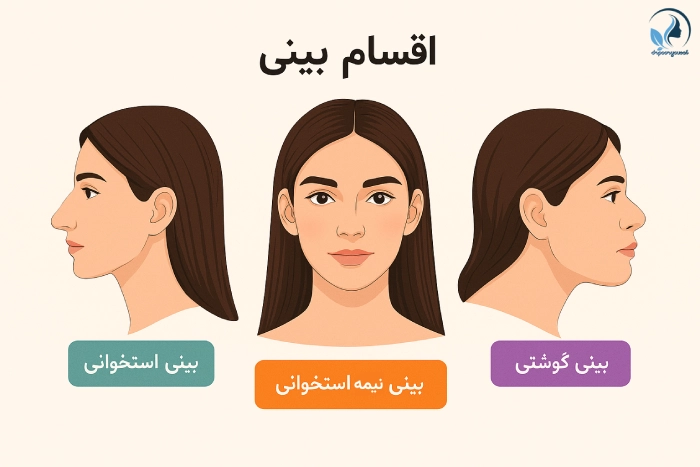 اقسام بینی-بهترین جراح زیبایی بینی در تهران